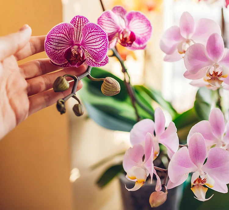 Des orchidees fascinantes