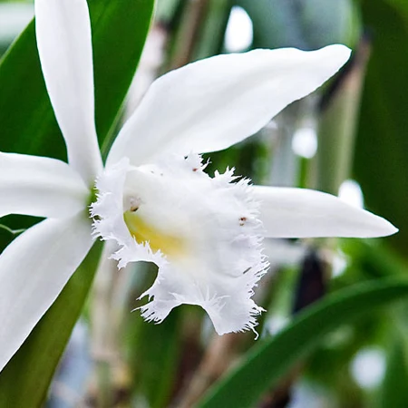 Le Cattleya et la lumiere