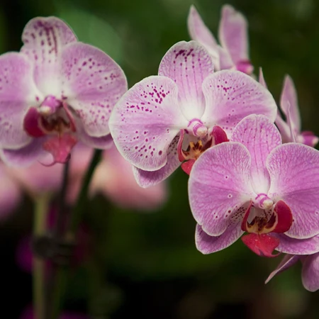 Un curieux Phalaenopsis