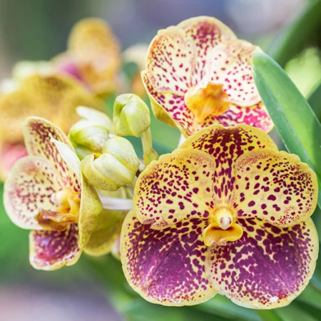 orchidee nommee Vanda