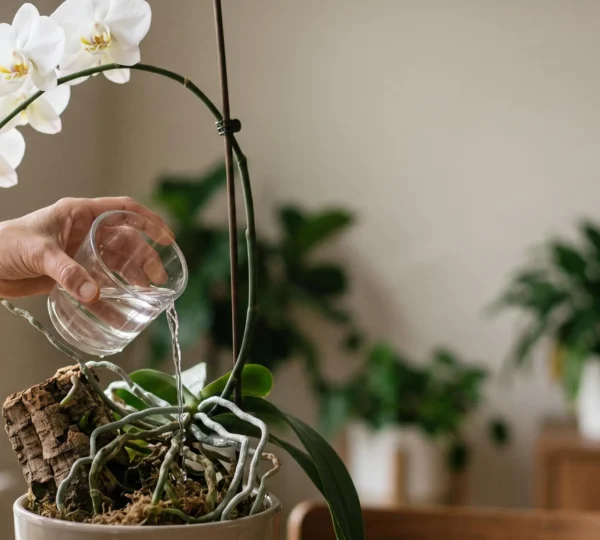 Mains versant délicatement de l'eau sur les racines argentées d'une orchidée pour déclencher sa floraison