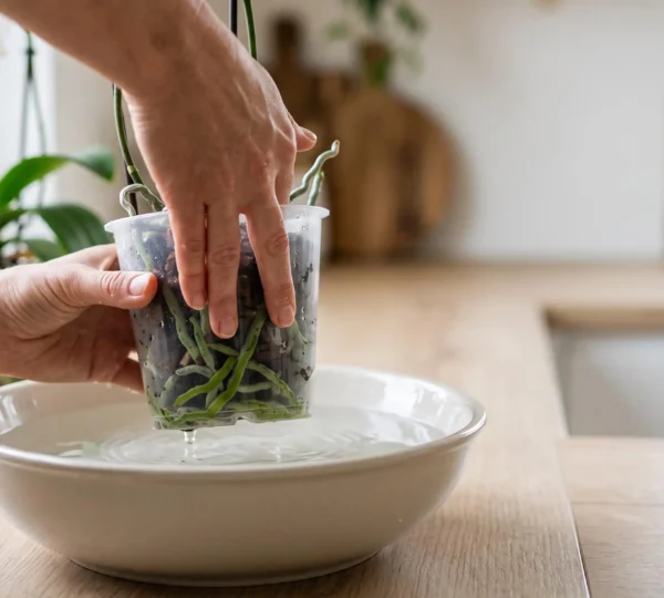Mains plongeant delicatement un pot d'orchidee transparent dans une bassine d'eau pour un bassinage hebdomadaire