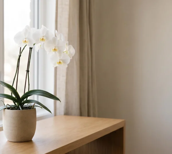 Orchidee blanche elegante dans un cache-pot en ceramique pose sur une table en bois clair pres d'une fenetre lumineuse