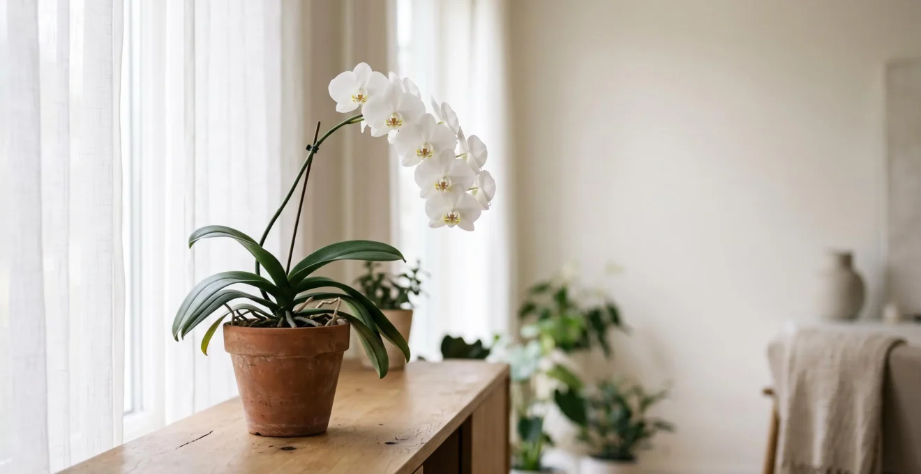 Orchidée blanche baignée de lumière naturelle dans un salon épuré, symbole du débat entre mythe et science sur la dépollution de l'air intérieur