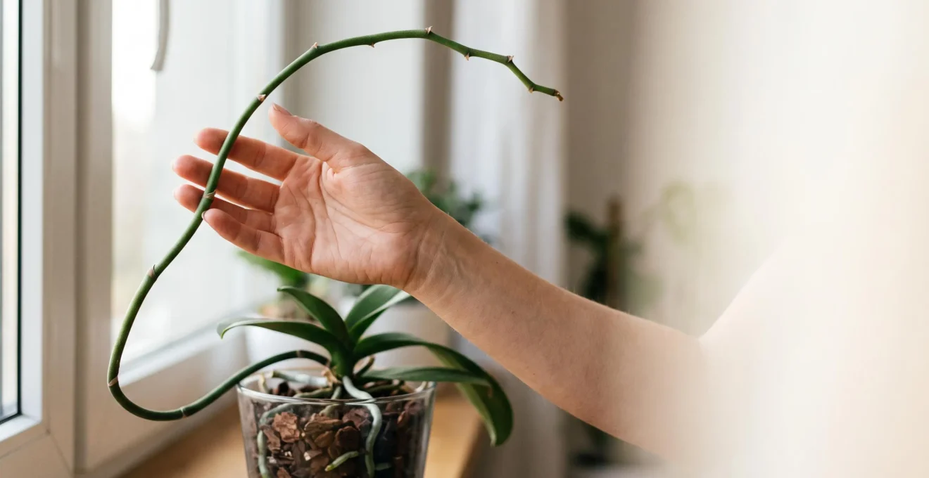 Gros plan sur une main tenant delicatement une tige d'orchidee Phalaenopsis pres d'une fenetre lumineuse, en attente d'une nouvelle hampe florale