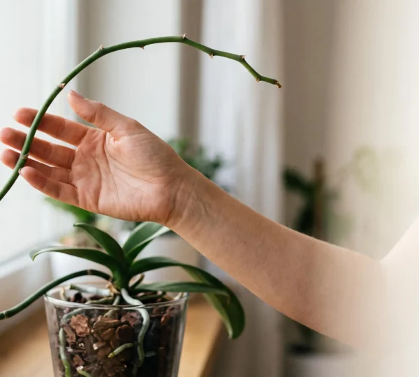 Gros plan sur une main tenant delicatement une tige d'orchidee Phalaenopsis pres d'une fenetre lumineuse, en attente d'une nouvelle hampe florale