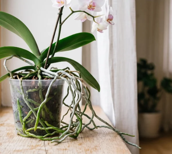 Racines aériennes d'une orchidée Phalaenopsis visibles dans un pot transparent, certaines vertes et fermes, d'autres grises et sèches