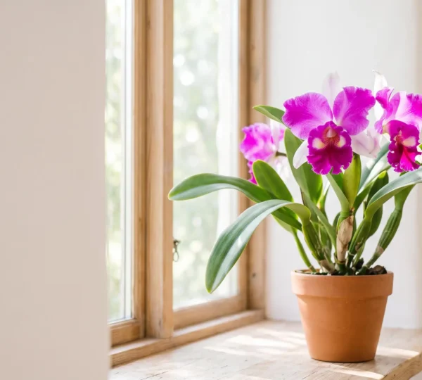 Orchidee Cattleya aux grandes fleurs violettes baignee d'une lumiere vive filtree pres d'une fenetre
