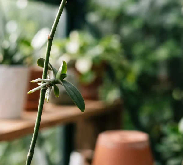Jeune keiki d'orchidée avec ses racines aériennes se développant sur une hampe florale, symbole de multiplication végétale
