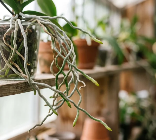 Gros plan artistique sur les racines aériennes argentées et vertes d'une orchidée Phalaenopsis suspendues hors d'un pot transparent